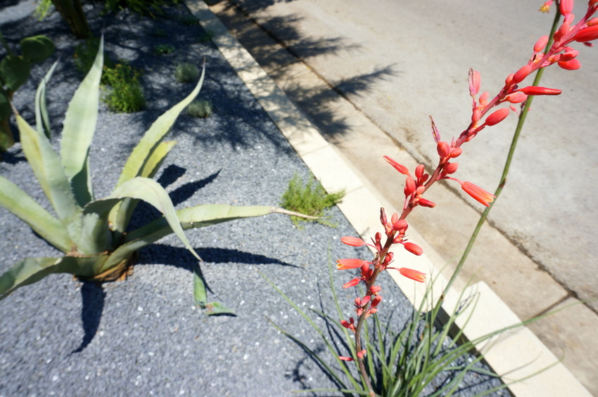 Vibrant red yucca blossoms