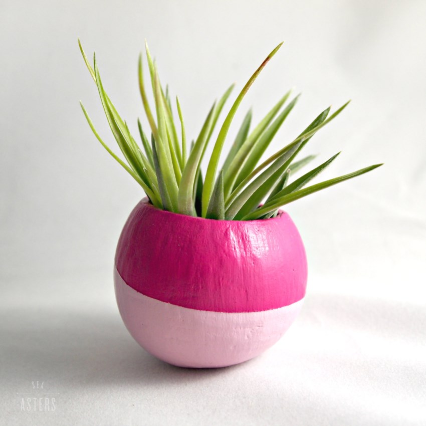 Air plant pod from Sea and Asters