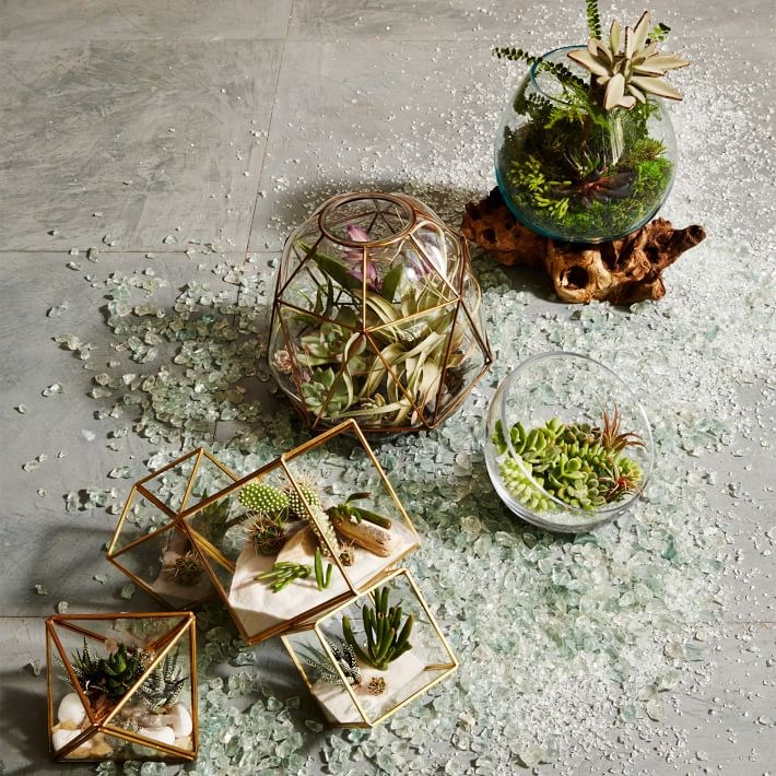 Assortment of terrariums from West Elm