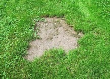 Bare-spots-are-a-common-lawn-issue-217x155
