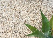 Blue-agave-leaves-and-limestone-gravel-001-217x155