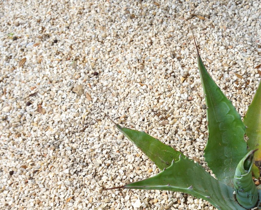 Blue agave leaves and limestone gravel