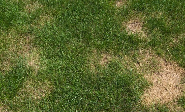 Chinch bugs can create problems for the lawn