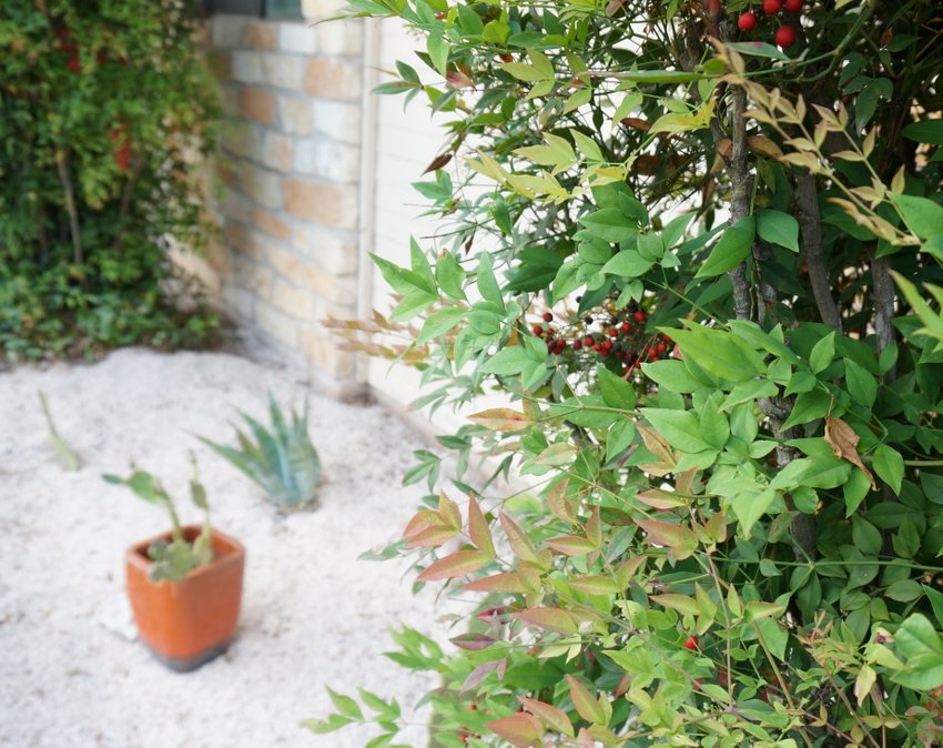 Consider the placement of plants in your gravel garden