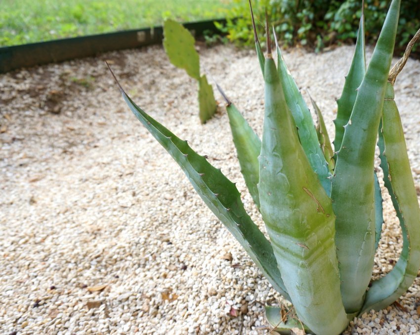 Green succulents in a limestone gravel garden