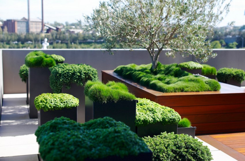 Greenery in modern patio planters