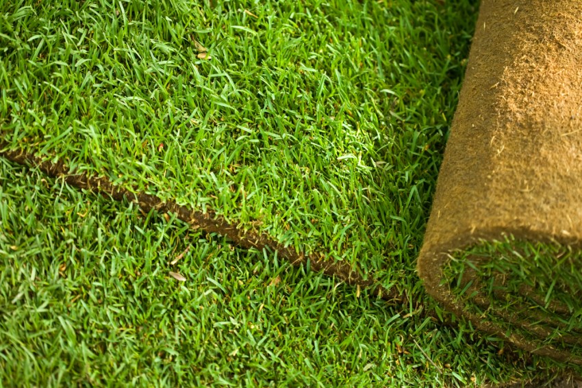 Installing sod is another option for rejuvenating the yard