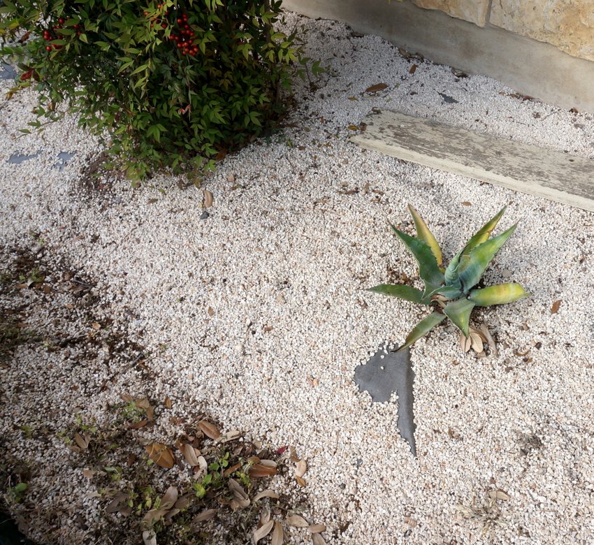 Leaves and other debris in a gravel garden