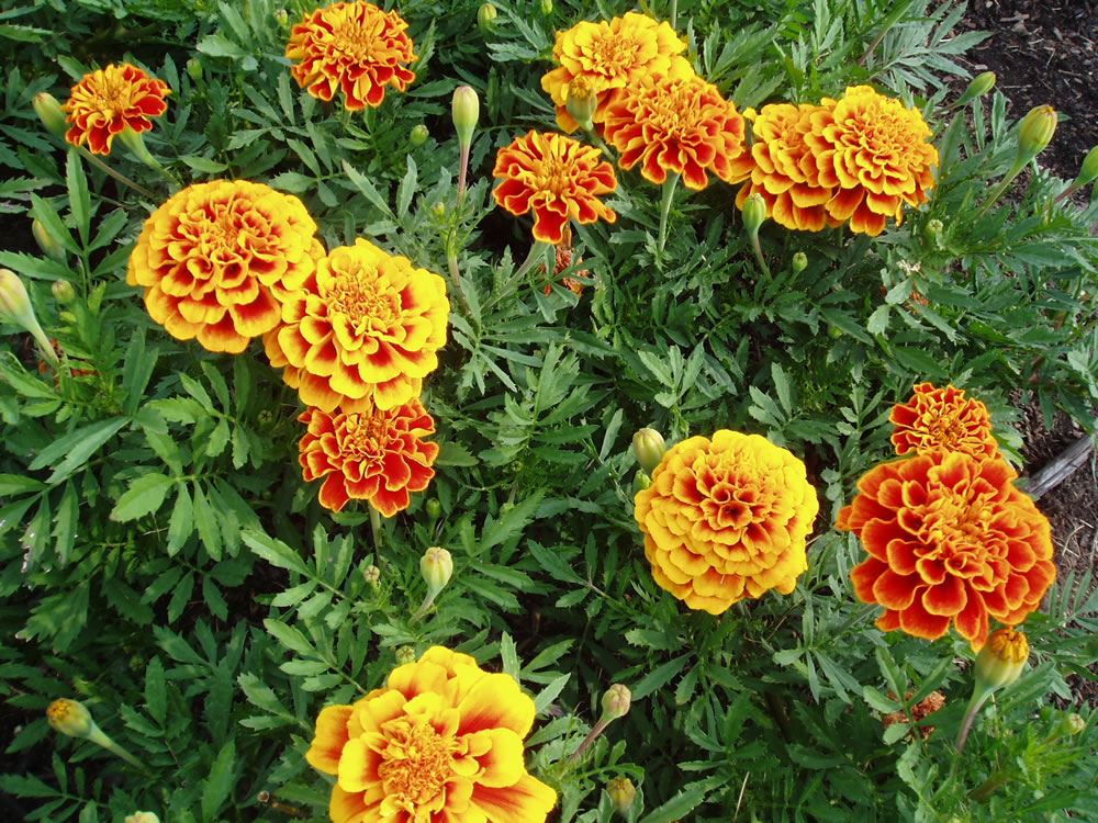 Marigolds are a natural mosquito repellent