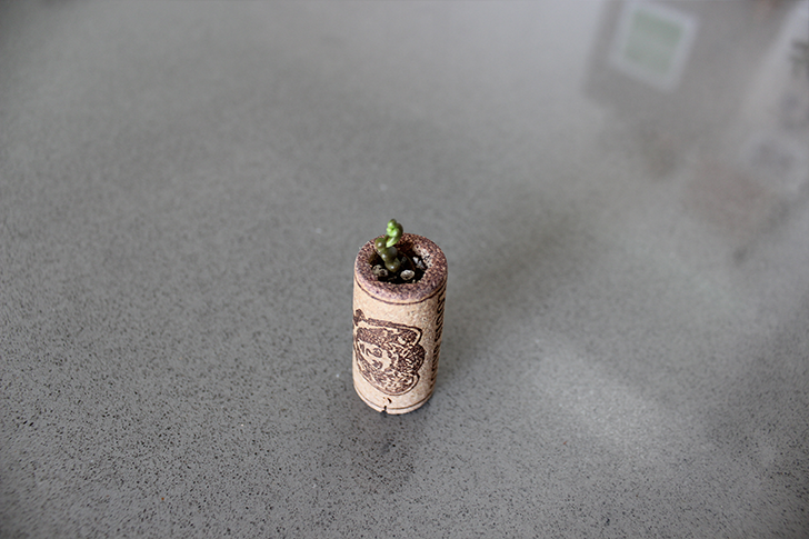 Miniature Wine Cork Succulent