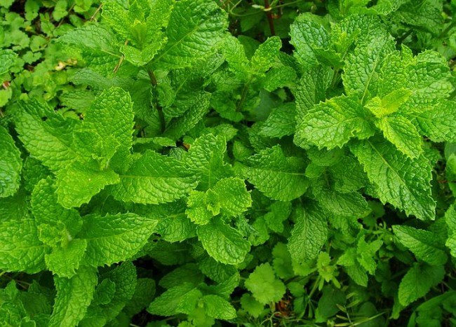 Mint Is Thought To Repel Mosquitos 650x467 