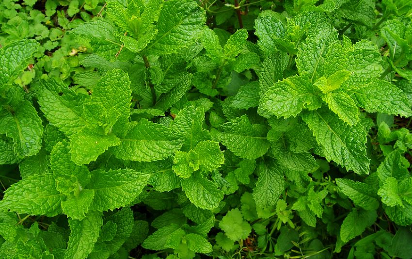 Mint is thought to repel mosquitos