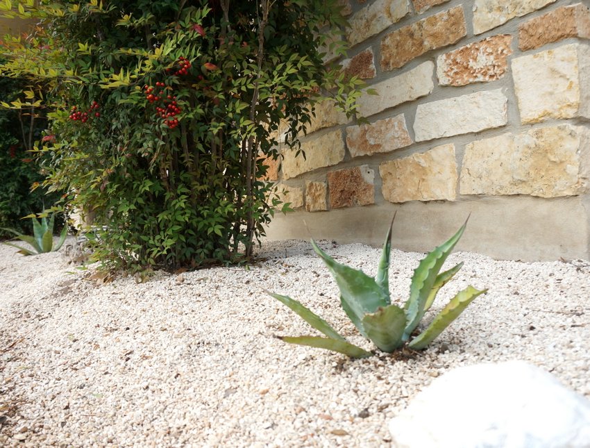 Nandina bushes in a rock garden