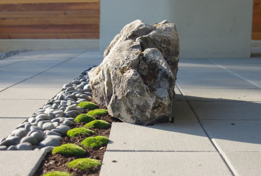 Plant life on a stone patio