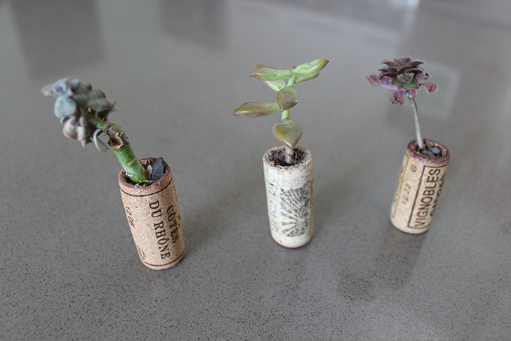 Planters made out of wine corks