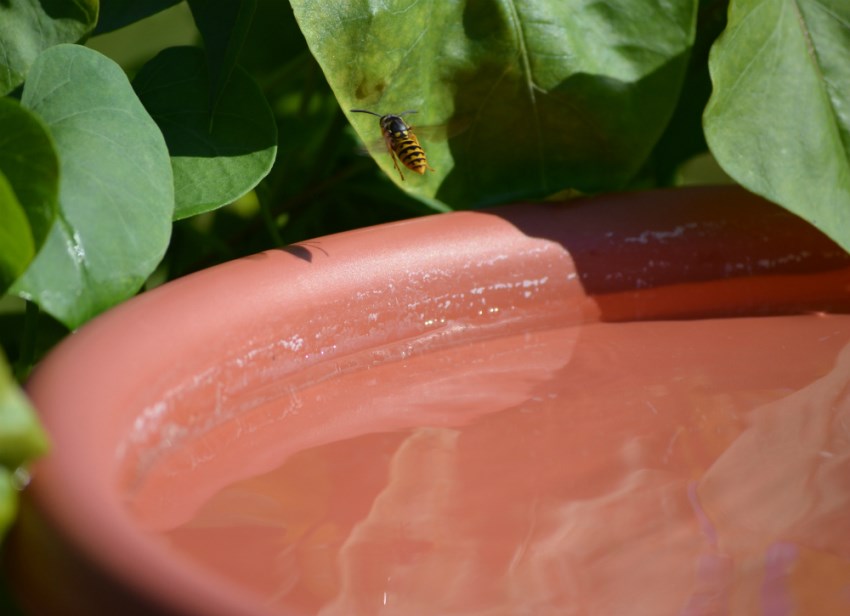 Standing water attracts bugs