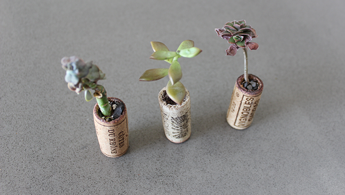 Succulents planted in wine corks