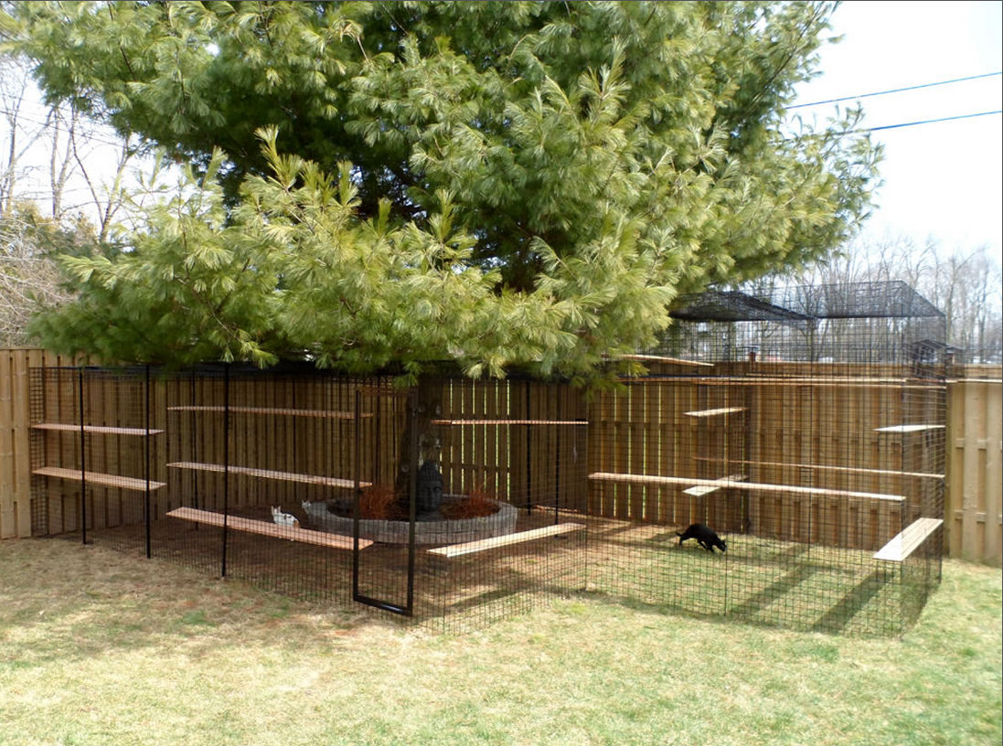 Zen Outdoor Cat Enclosure in Backyard