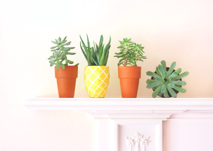 Pineapple planter from Lines Across