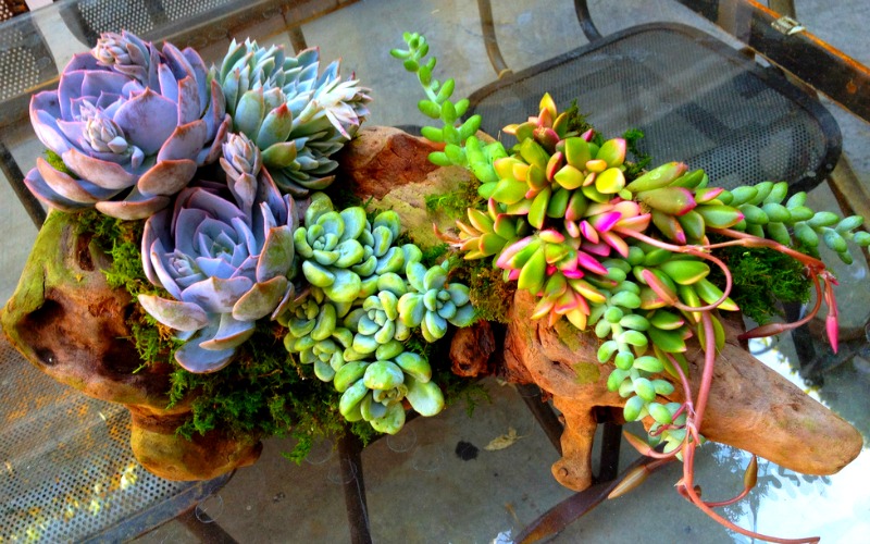 Small succulent planter design