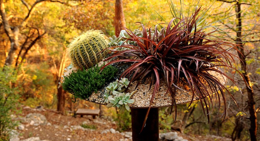 Succulents, grasses and cacti in a planter by Big Red Sun