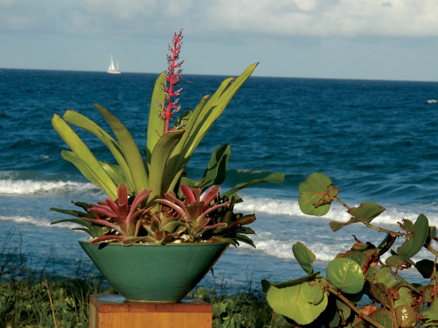 Tropical container garden in a beachside setting