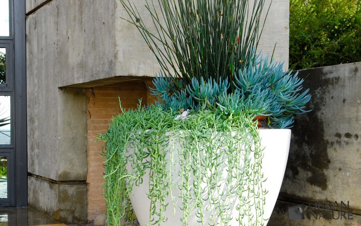 Vary the height of the plants in your container garden