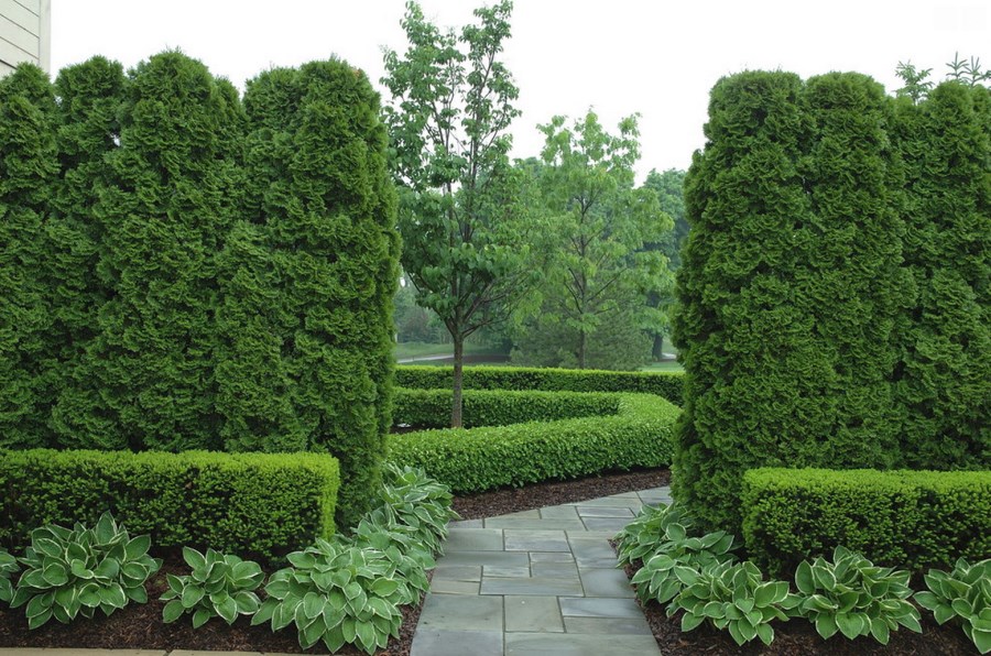 Arborvitae and boxwood in a manicured garden