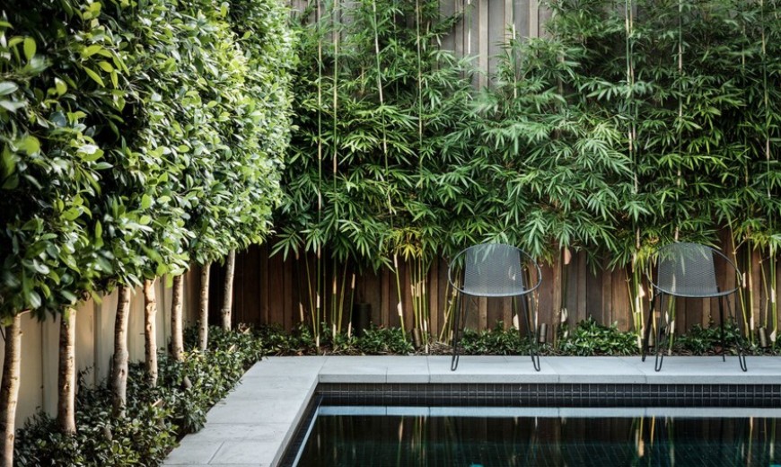 19 Privacy Plants For Screening Your Yard In Style