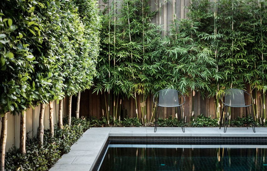 Bamboo adds greenery to a poolside fence