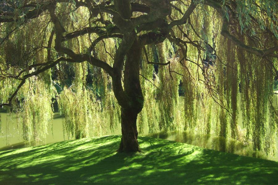 Beautiful weeping willow tree
