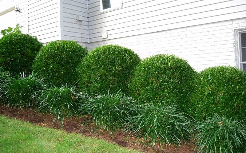 Boxwood shrubs provide a mini wall of greenery