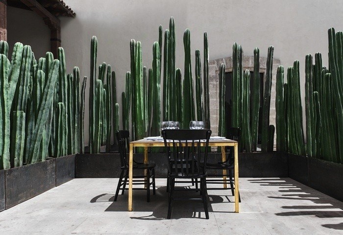 Cacti provide privacy at El Montero in Mexico