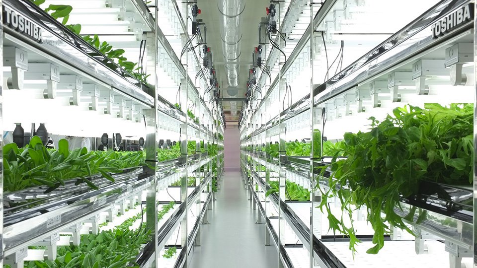 Futuristic hydroponic system