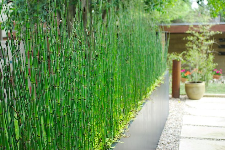 Horsetail reeds provide a natural privacy fence