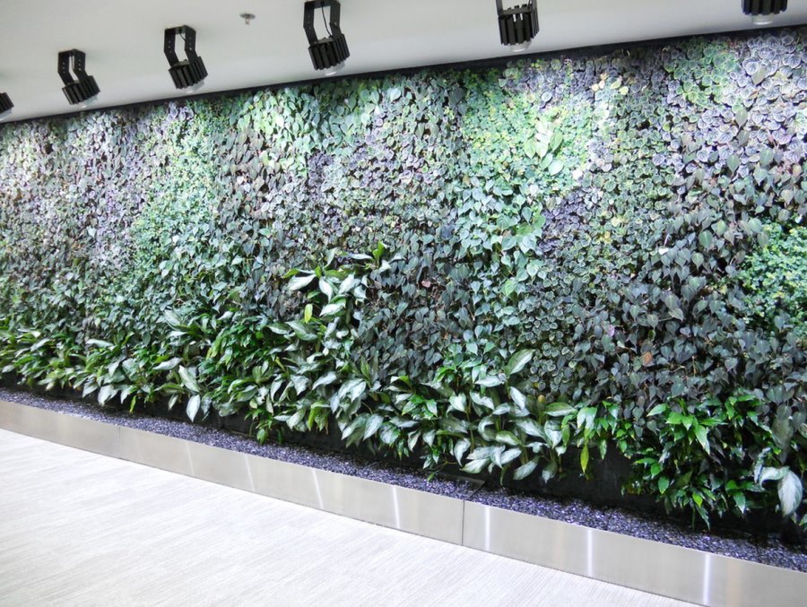 Hydroponic living wall in a commercial space