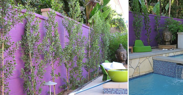 Italian Buckthorn is the perfect choice for this purple wall