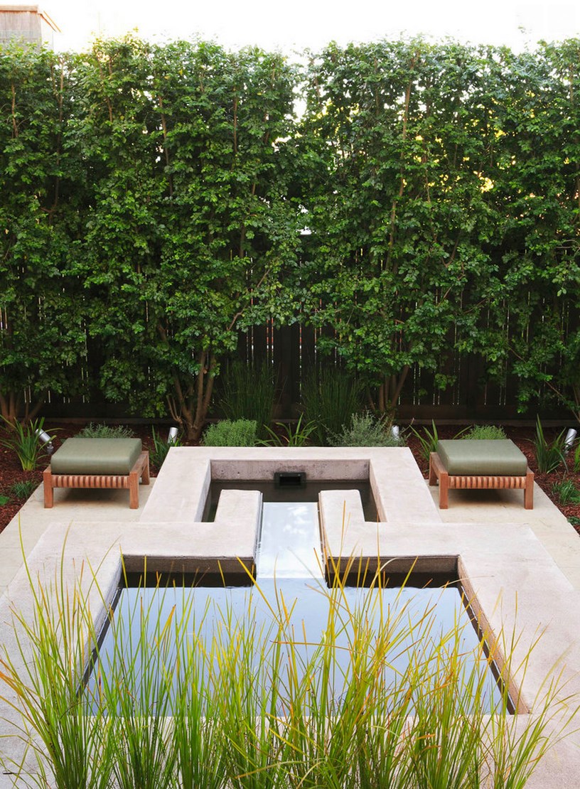 Italian buckthorn adds greenery to a modern patio