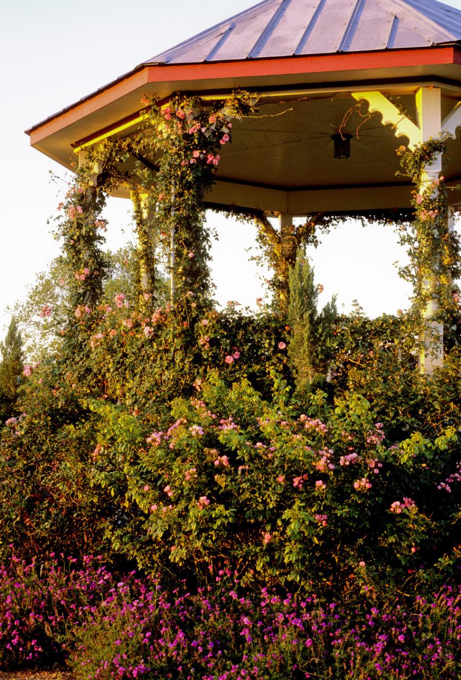 Lovely gazebo with climbing vines