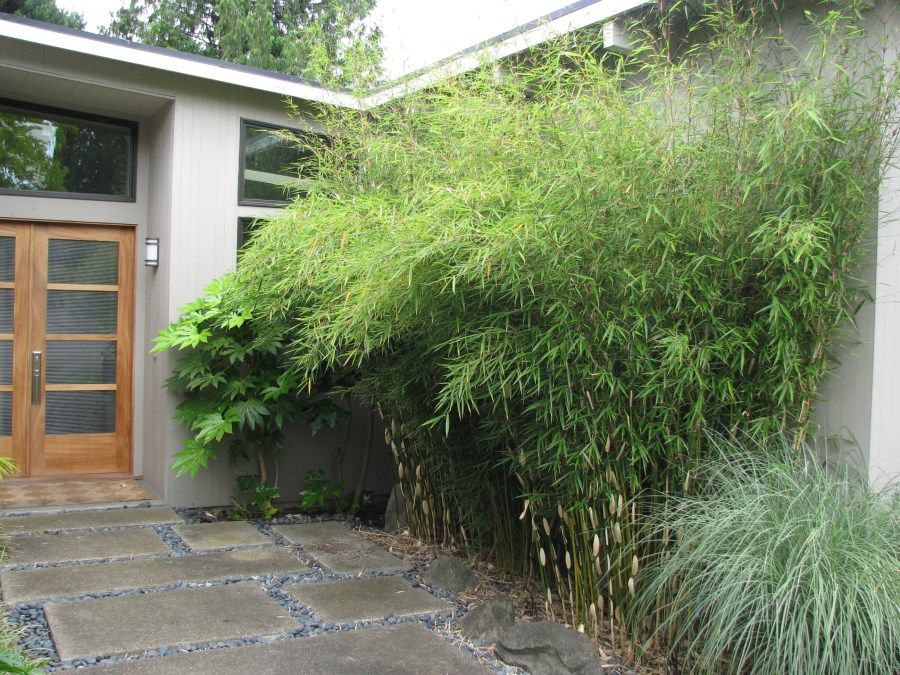 Non-invasive clumping bamboo near a front entrance make for a great privacy plants