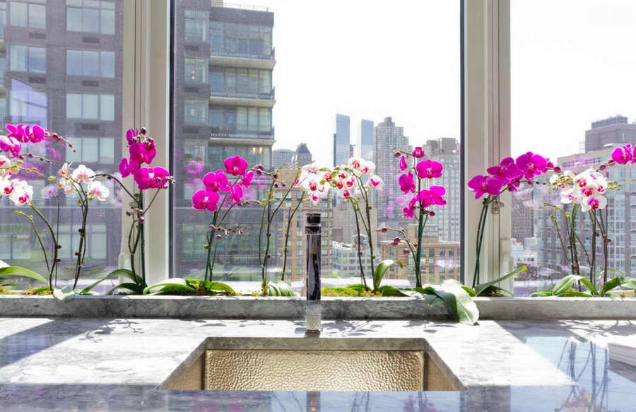 Orchids are a popular hydroponic plant