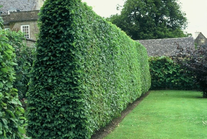 Privet creates a lush wall of greenery