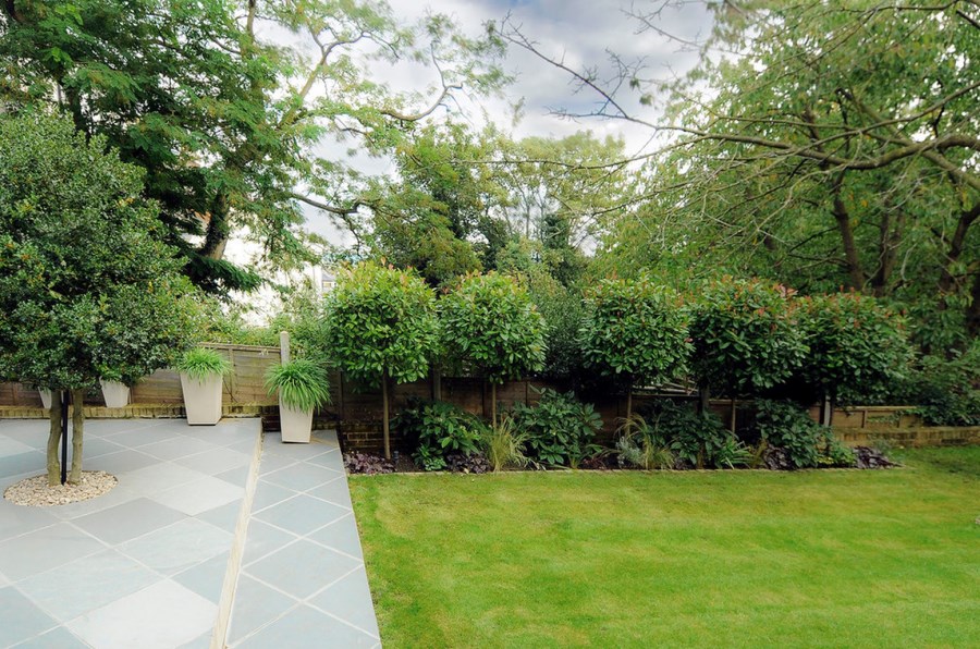 Sculpted Photinia trees add height and interest to the backyard