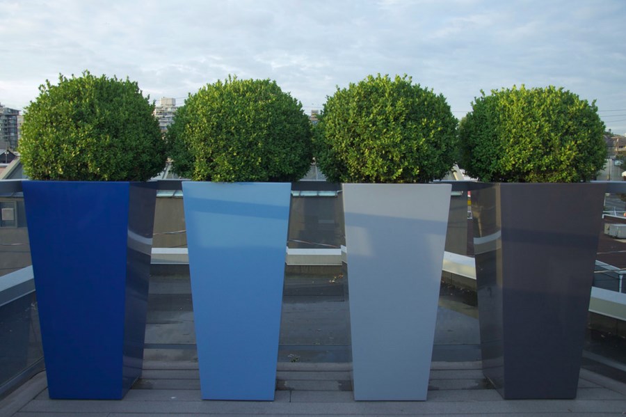 Sculpted boxwood in tall planters