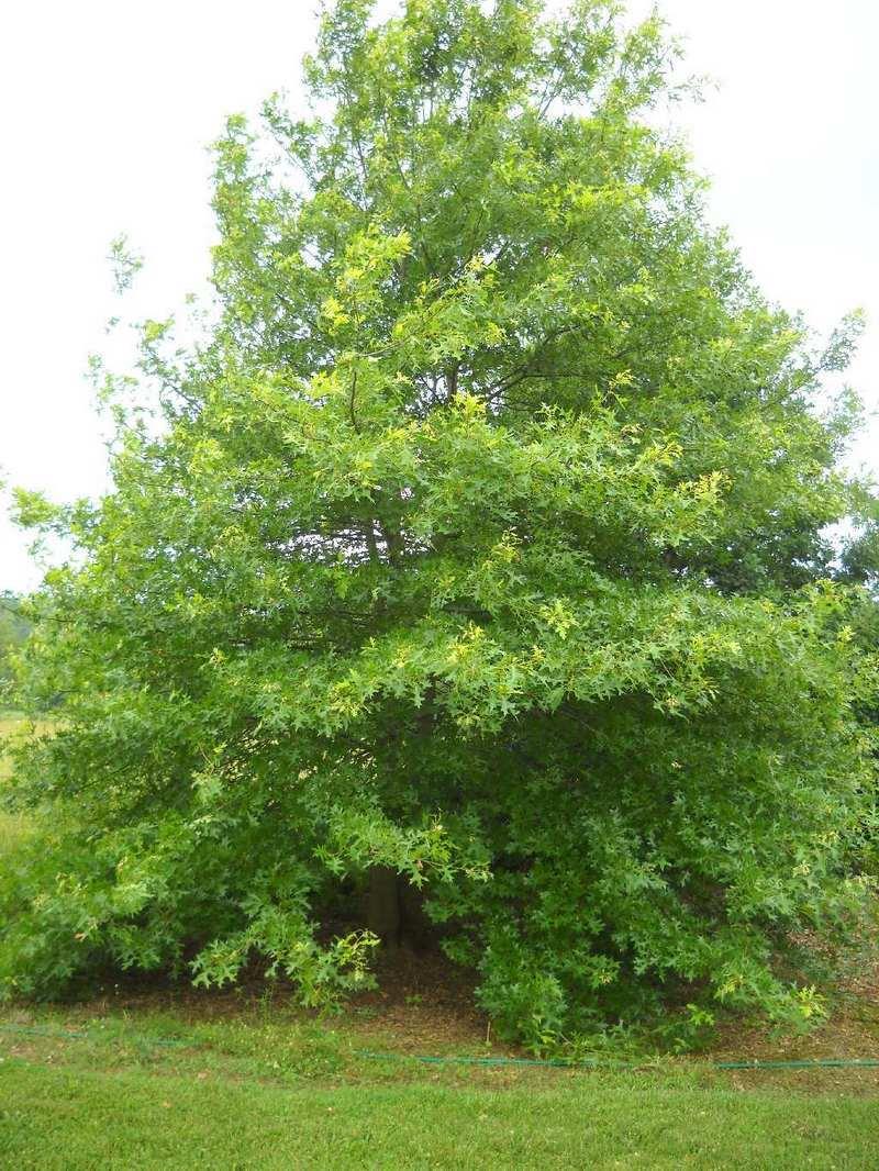 The Nuttall Oak