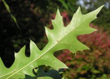 The-leaf-of-the-Nuttall-Oak-tree-217x155