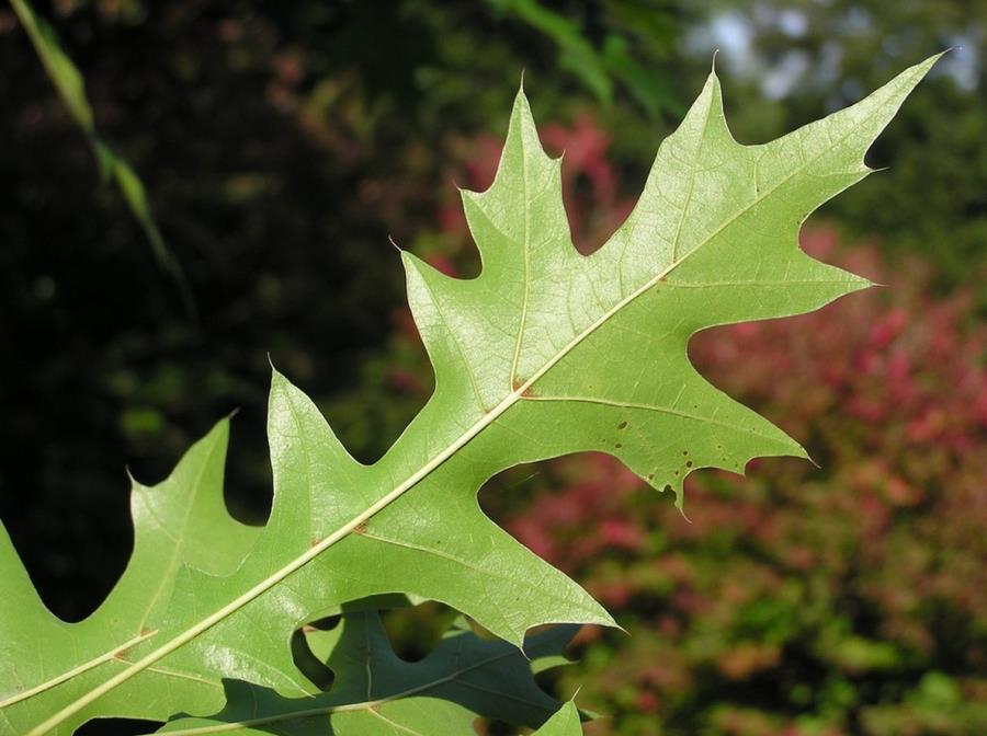 The leaf of the Nuttall Oak tree