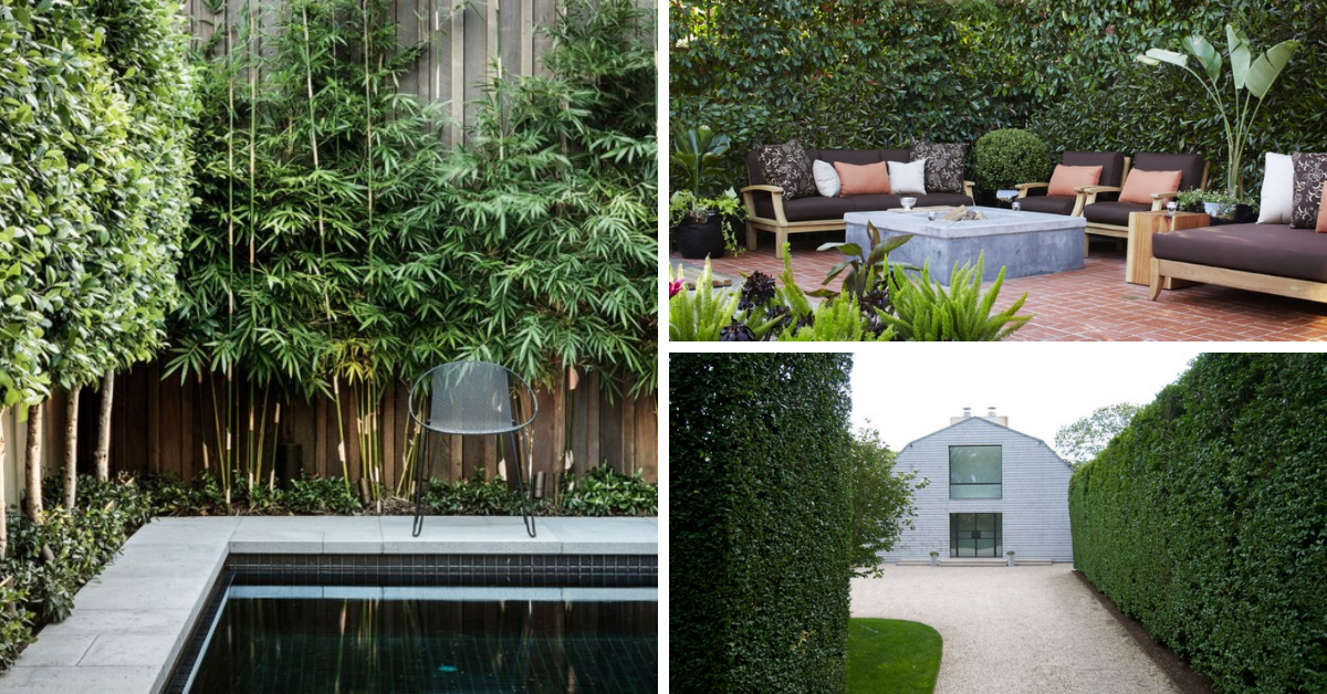 10 Privacy Plants For Screening Your Yard In Style