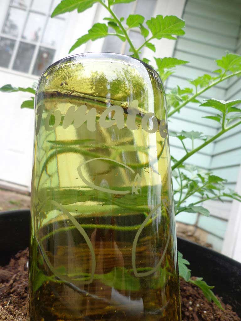 Wine Bottle Plant Waterer DIY