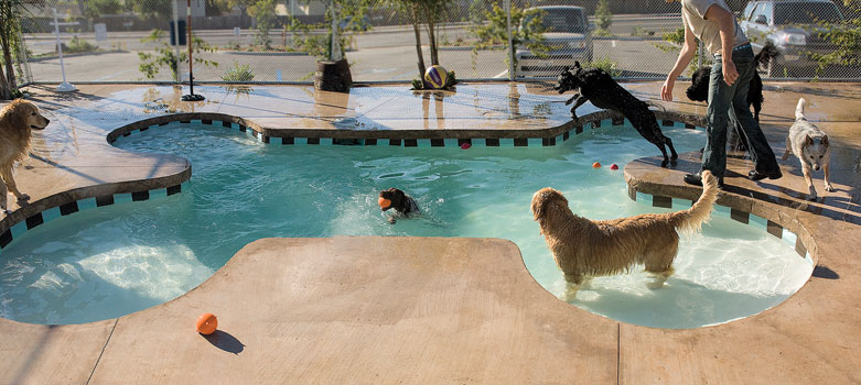 Shallow pool shaped like a bone for pets